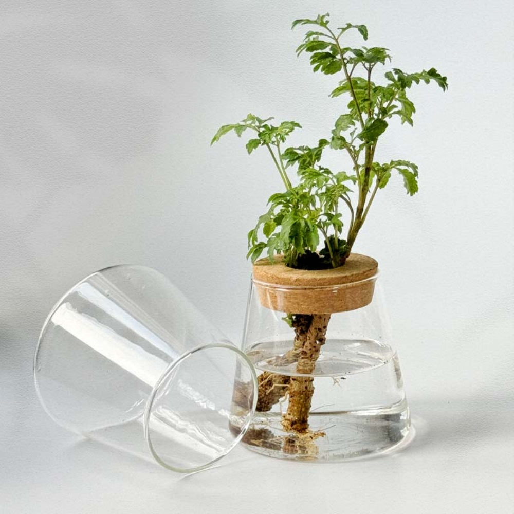 Hydroponic Plants Glass Flower Pots Home Decoration Transparent Small Vase Plant